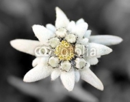 Edelweiss (Leontopodium alpinum)