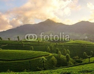 Горный чайные плантации Муннар, Индия