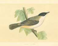 Orpean Warbler