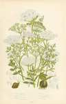 Common Caraway, Tuberous c., Whorled c., Earth Nut, Burnet Saxifrage, Greater b.s.