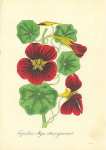 Tropaeolum Majus Atrosanguineum