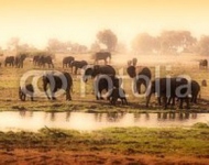 Африканские слоны у воды