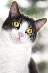 Кот 6