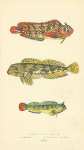 Blennoid Fish, Shanny, Montagus Blenny