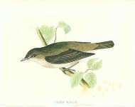 Garden Warbler