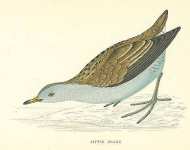 Little Crake