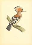 Hoopoe