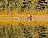 Олень, пьющий воду из озера на фоне осеннего леса