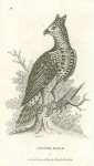 Crowned Eagle