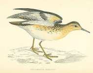 Buff-breasted Sandpiper