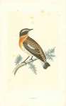 Whinchat