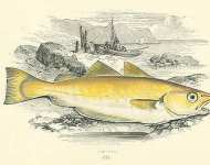 Whiting