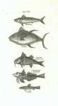 Macrel, Tunny, Striped Surmullet, Sapphirine Gurnard, Loche