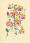 Schizanthus Retusus