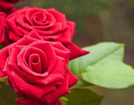 Розы 10