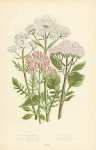 Red Spur-valerian, Small Marsh Valerian, Great Wild Valerian, Heart Leaved Valerian