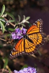 Бабочка Viceroy butterfly (Limenitis archippus)