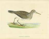 Pectoral Sandpiper