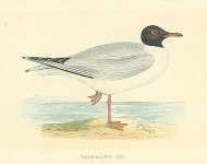 Black-Headed Gull