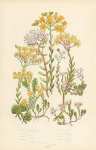 Thick Leaved Stonecrop, English s., White s., Hairy s., Biting Stonecrop, Tasteless Yellow s., Crook