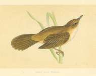 Great Sedge Warbler