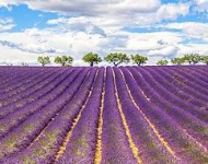 Франция, Прованс. Панорама лавандового поля