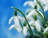 Подснежники 20