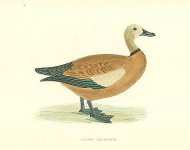 Ruddy Shelduck