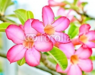Impala Lily flowers