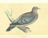 Stock Dove