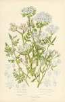 Sea Side Carrot, Small Bur Parsley, Great Bur Parsley, Upright Hedge Parsley, Spreading h.p., Knotte