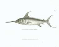 Common Sword-fish