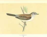 Whitethroat