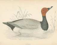 Pochard