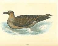 Skua