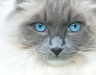 Кот 5