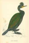 Green Cormorant