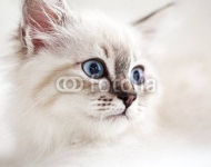 Сибирский котенок