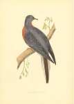 Passenger Pigeon