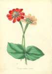 Zinnia Violacea Coccinea