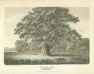 Swilcar Oak, Staffordshire
