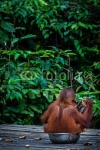 Детеныш орангутана на фоне листвы