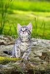 Котенок в саду 3