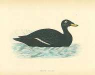 Velvet Scoter