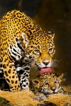 Семья ягуаров, умывание