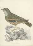 Accentor Alpinus