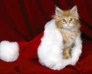 Котенок и шляпа Деда Мороза