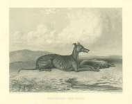 Greyhound and Hare