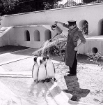 Смотритель зоопарка поливает пингвинов