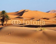 Марокко. Sand dunes of Sahara desert